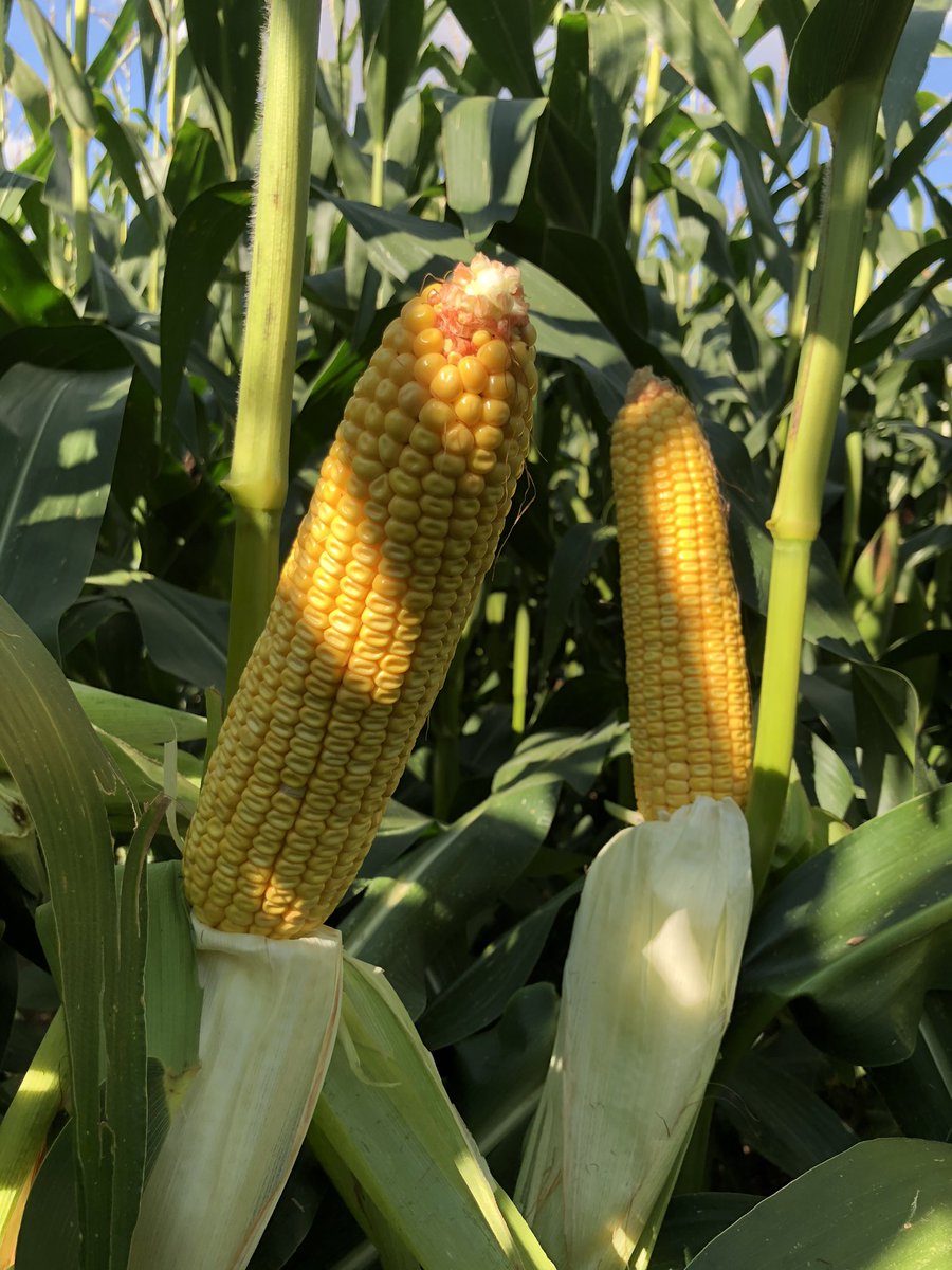 En #Alsace comme en #Rhonealpes  DKC4391 montre une belle régularité site à site ! Comment se comporte t’il chez vous ? 
#maïs #bayer #ebreed #effetDK315 <a href="/Bayer4Crops/">Bayer | Crop Science</a> <a href="/BassMarion/">Marion BASS</a> <a href="/BerardierK/">Berardier Kevin</a> <a href="/thibaultricour/">Thibault RICOUR</a> <a href="/jmleze/">Jm</a>