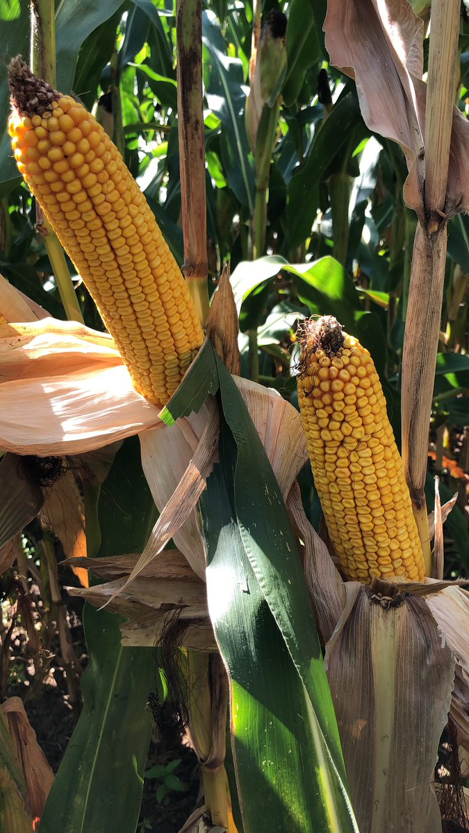 Louis_Chevrier's tweet photo. En #Alsace comme en #Rhonealpes  DKC4391 montre une belle régularité site à site ! Comment se comporte t’il chez vous ? 
#maïs #bayer #ebreed #effetDK315 @Bayer4Crops @BassMarion @BerardierK @thibaultricour @jmleze https://t.co/qbTlXOZLjo
