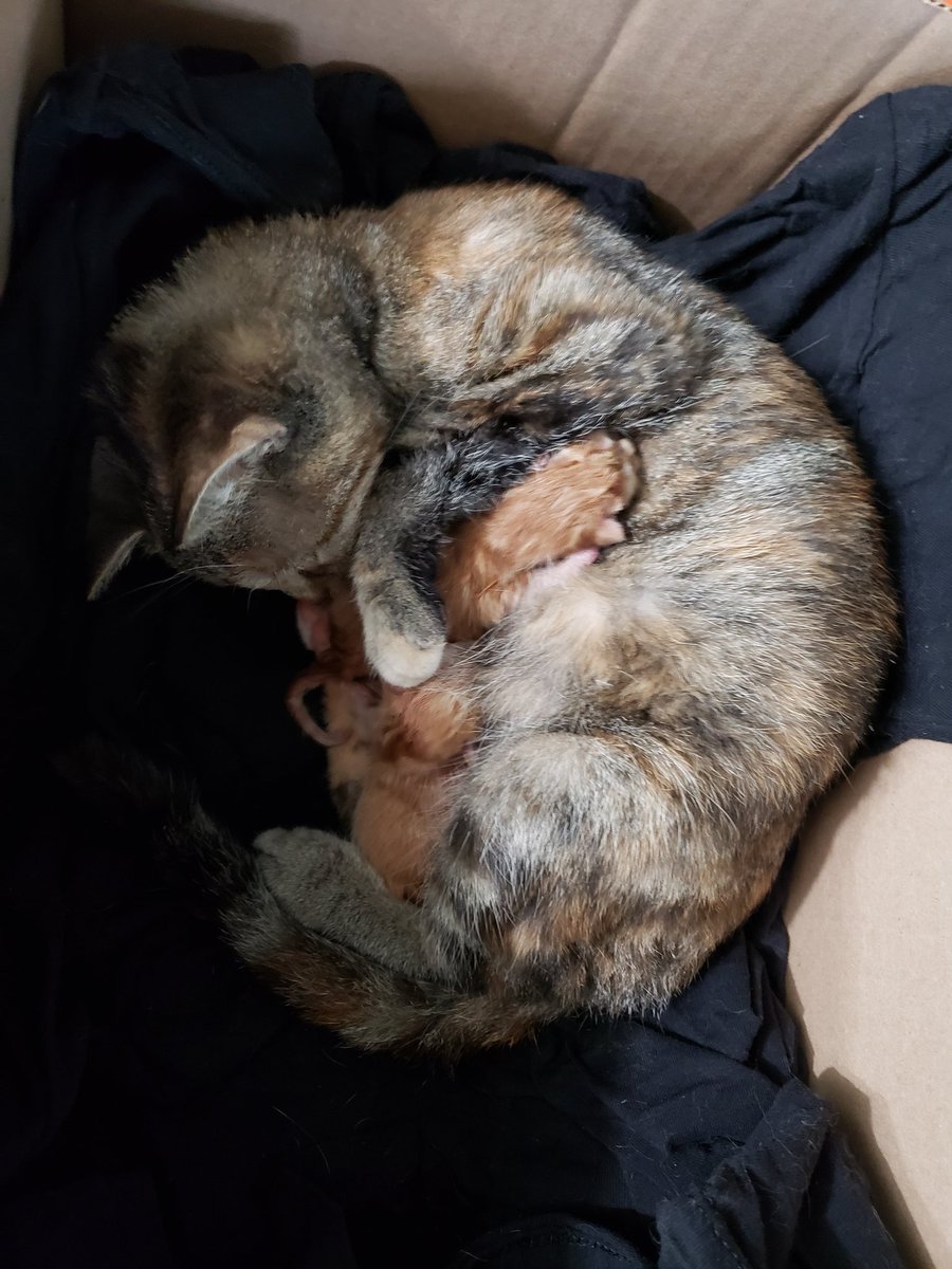 Put #1 in the box with mom since they seemed cold (I turned up the thermostat since it's 54F outside rn). Max is still supervising.