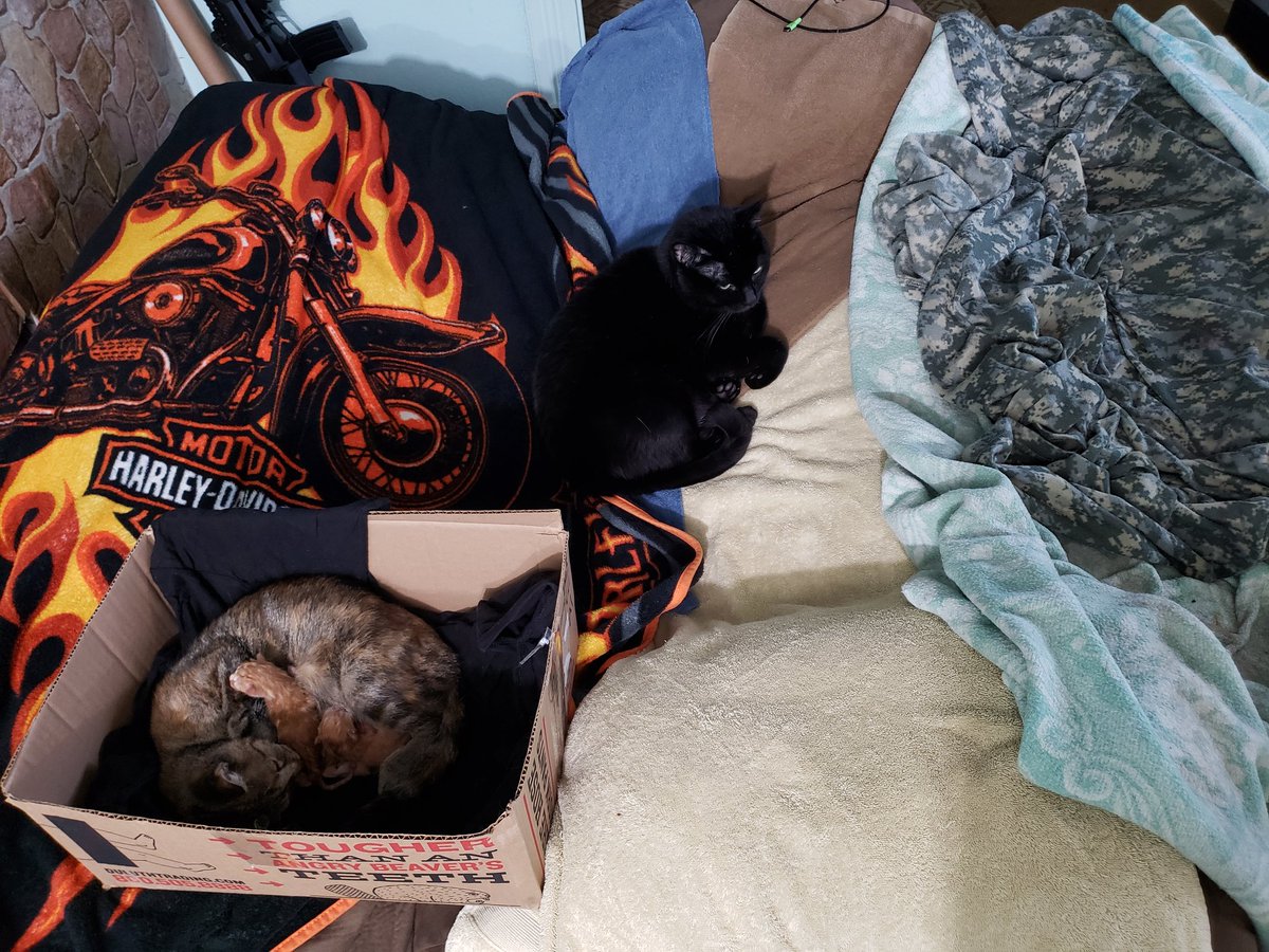 Put #1 in the box with mom since they seemed cold (I turned up the thermostat since it's 54F outside rn). Max is still supervising.