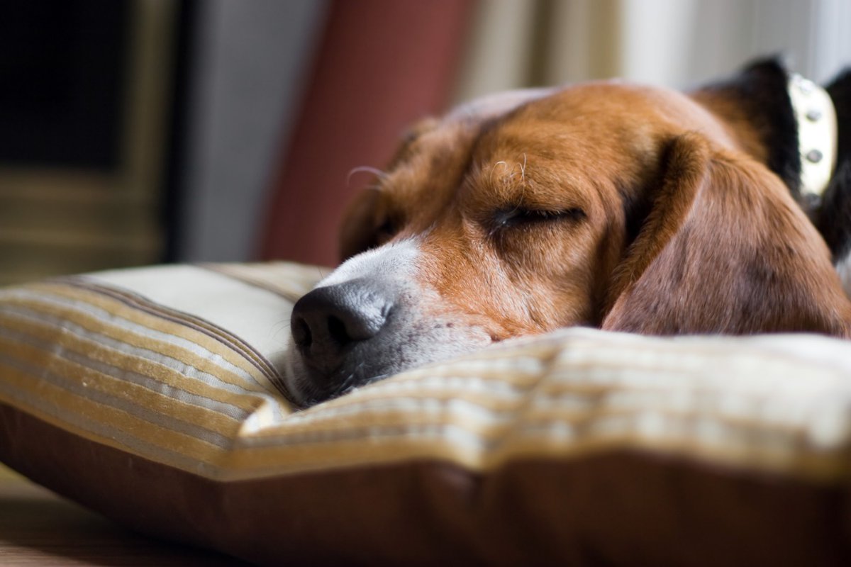 Adogsdreamnc's tweet photo. A full day of playing, socializing and good ol' running around will tire out even the most energetic dog. 
Find out more here: https://t.co/FqsxPoXLnp
#dogs #dogdaycare #tireddogs #naptime #sleepingdogs #newbern #grooming #doggrooming #boarding #dogboarding #socialization https://t.co/SL36HKLREl