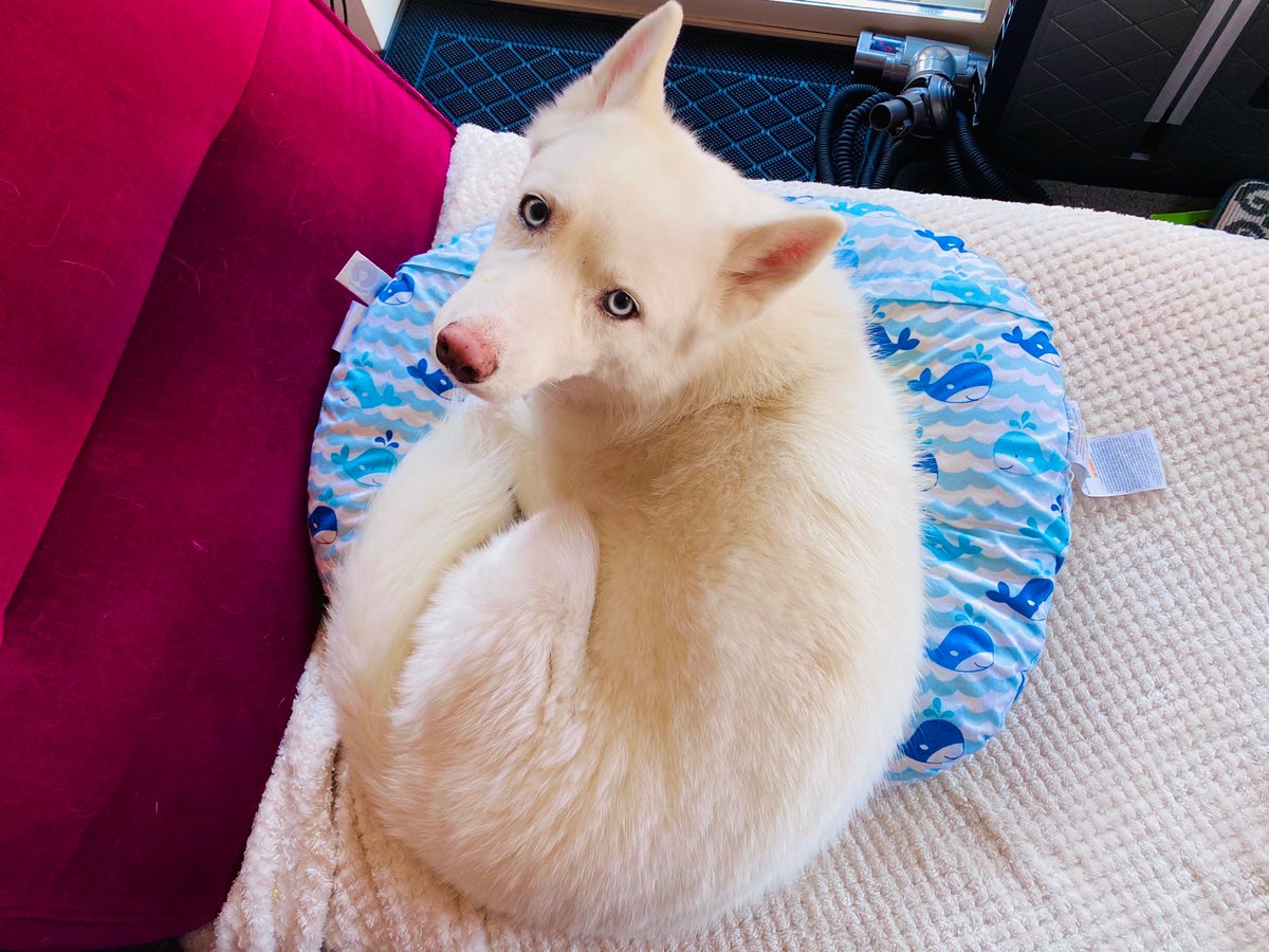 1fatbutt's tweet photo. Apparently @BoppyCompany is meant for human babies AND fur babies https://t.co/b4amzLgGEX