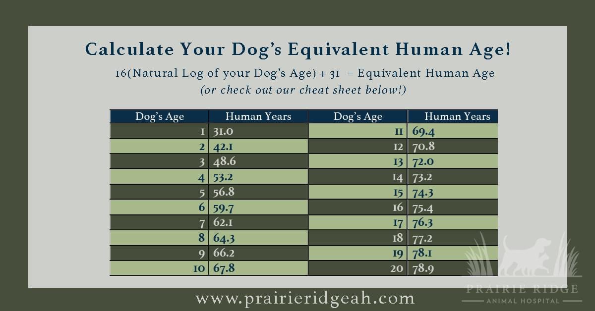 Prairie Ridge Animal Hospital tweet media