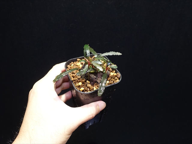 Bucephalandra sp
