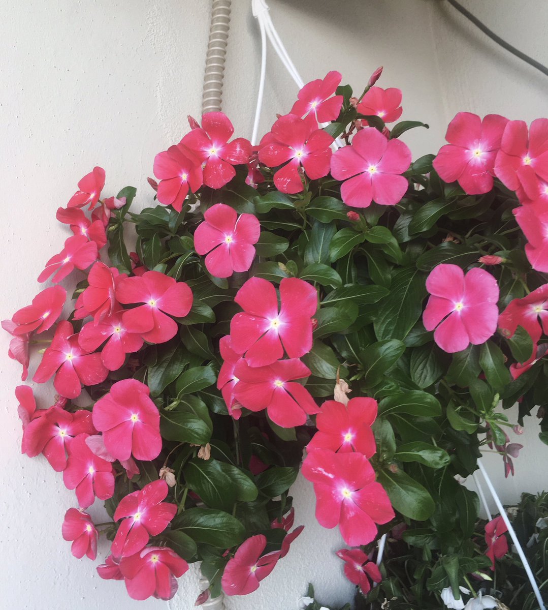 turkmenhavuzz's tweet photo. Her günün içinde bir güzellik mutlaka vardır 🌸 https://t.co/q8Abf1PKhO