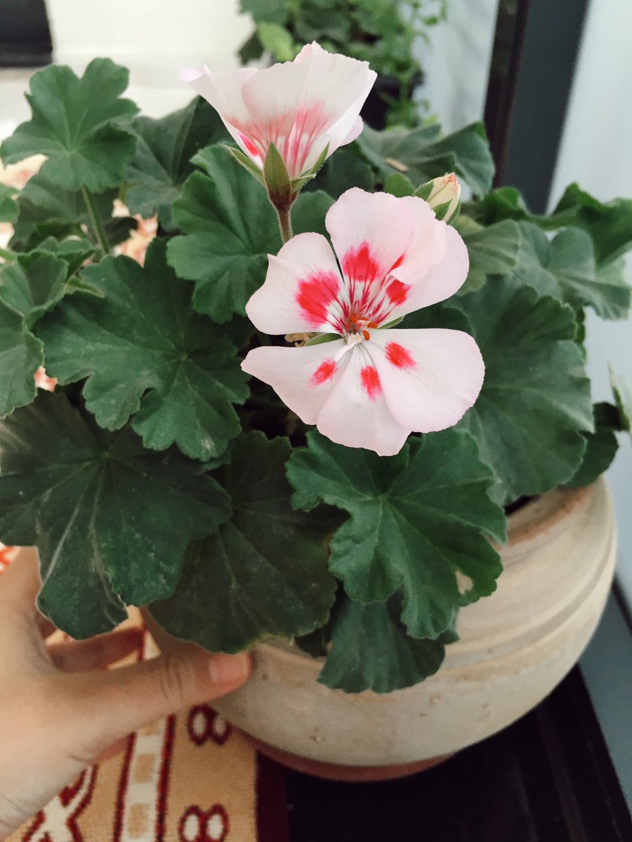 turkmenhavuzz's tweet photo. Her günün içinde bir güzellik mutlaka vardır 🌸 https://t.co/q8Abf1PKhO