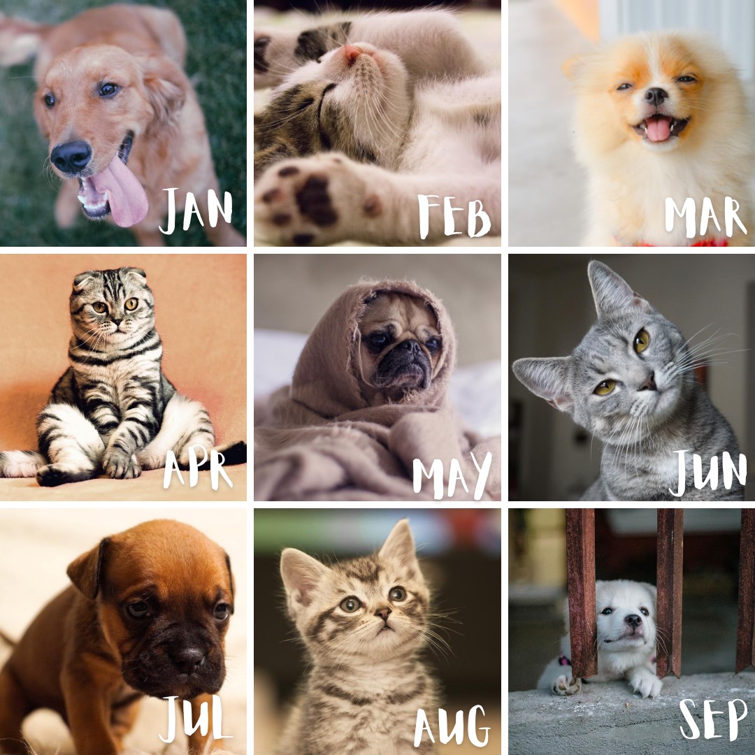 CITYSPACE1's tweet photo. Residents can now submit your pet for a chance to win Pet of the Month!
https://t.co/sJ8YMliEU4 https://t.co/QJ243GAQOA