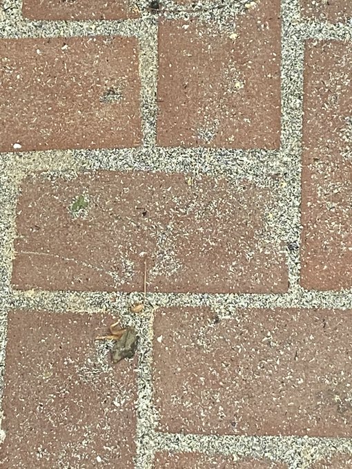 The sun in the sky right now (Davis California) and the ridiculous amount of ash on the ground... from<a href="/tag/funniestvideos"class="tags"><span>#funniestvideos</span></a>
