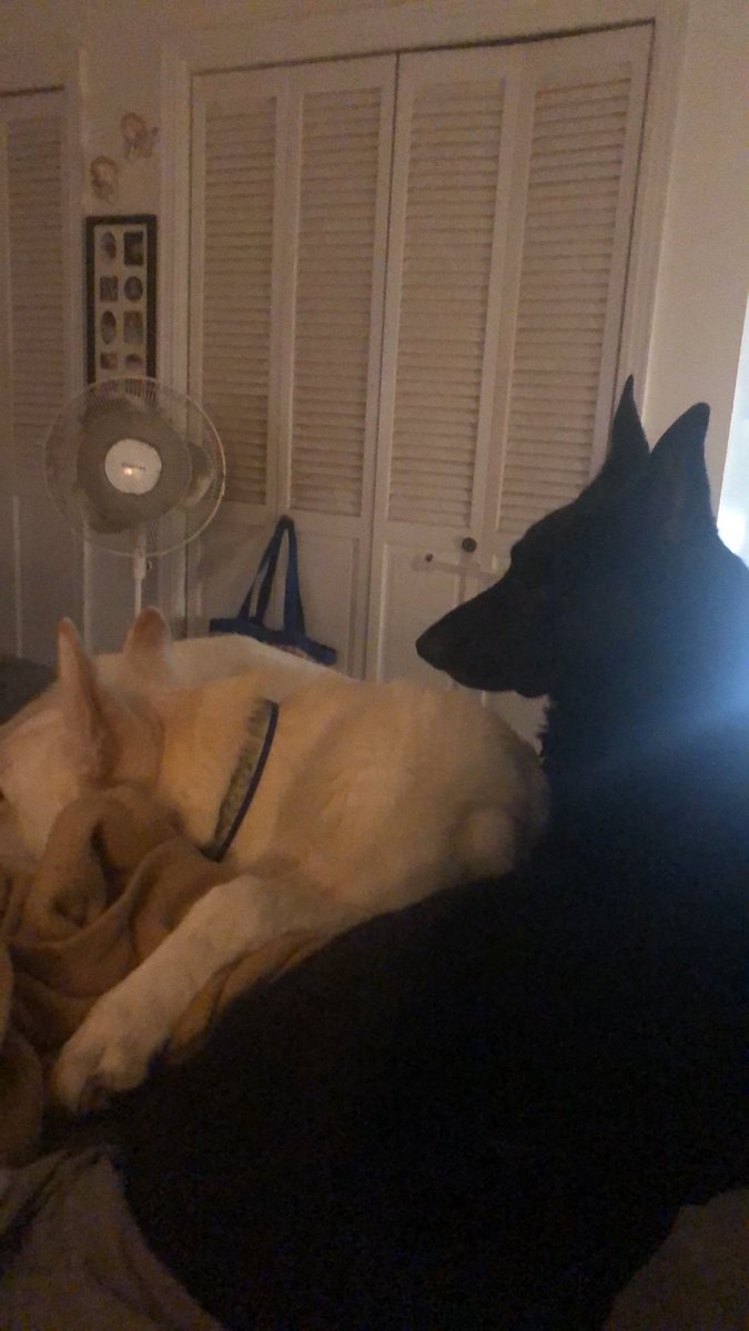 ingridmichele's tweet photo. My boys #MacTruck #MaxAmillion #GSD #wgsd #rescue #foster #adopt #fureverhome #beddog https://t.co/RO3NcYnr20