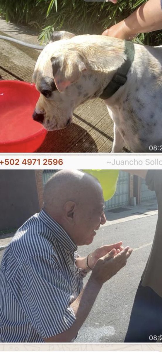 Hija de puta!! Le arruinaste a mi abuelo lo que mas disfrutaba hacer.. salir a pasear con su perrita!! VIEJA PUTA!!