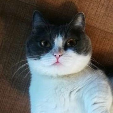 xiaozhan as jianguo: a mini thread