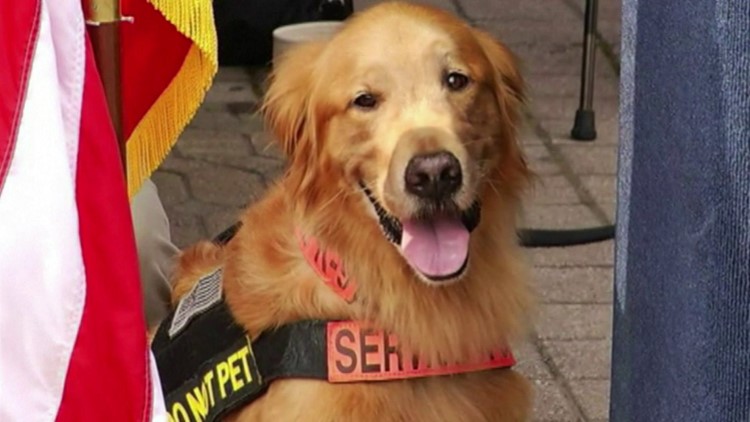 SFTT_HACK's tweet photo. September is National Service Dog Month - raising awareness and appreciation for these amazing creatures!  *|https://t.co/1v0gTnmnbd|* https://t.co/wJpMOGGp8H