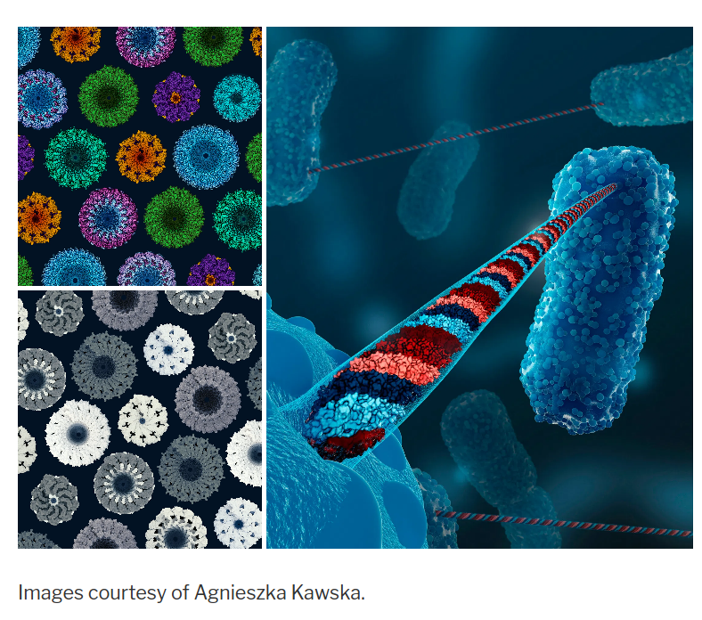 Such fascinating research topic! I am proud to see some of my illustrations on the amazing virus structures featured on cryoem.world <a href="/OWCryoEM/">One World Cryo-EM Online Seminars</a>