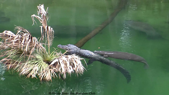 savethemanatee's tweet photo. It's a Fact!
Manatees have few natural predators. They share habitat with alligators and sharks, but they peacefully co-exist.
Manatees are still in danger and listed as a threatened species. Most of their problems are human-related. #ManateeFact https://t.co/FieeAwmPqB