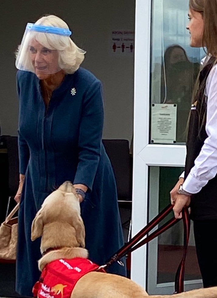 chrisshipitv's tweet photo. Asher, Marley, Basil, and Bea all need your help with this potentially significant COVID trial 🐕 🐶 
Follow @LSHTM @ProfJamesLogan @MedDetectDogs https://t.co/Xysxzhn7Ia