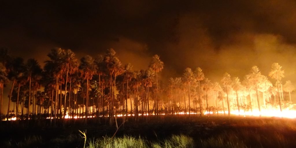4lascayoung's tweet photo. Quando era na Austrália todo mundo se mobilizou. MAS AGORA É O SEU PAÍS PEGANDO FOGO.. ACORDEM #SavePantanal https://t.co/S2NDFHkD3e