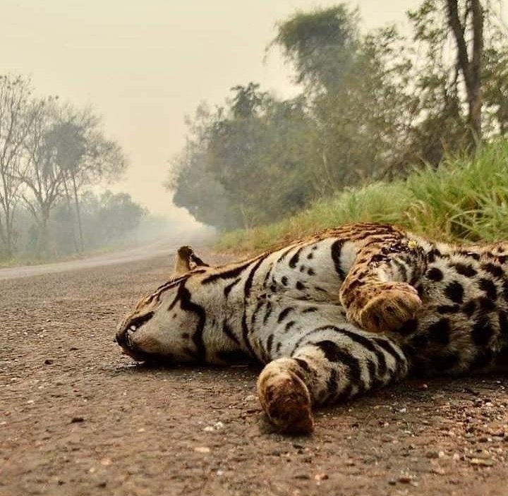 4lascayoung's tweet photo. Quando era na Austrália todo mundo se mobilizou. MAS AGORA É O SEU PAÍS PEGANDO FOGO.. ACORDEM #SavePantanal https://t.co/S2NDFHkD3e