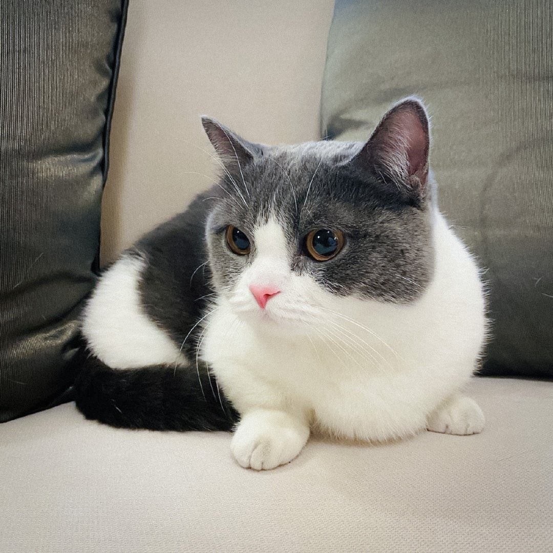 xiaozhan as jianguo: a mini thread