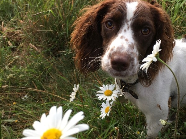 emctrust's tweet photo. How far will Maggie go #RoundBritainYourWay?🐶
This month the 10-month-old sprocker spaniel who loves to run will be wearing a tracker to log her miles. You can place your bets here thanks to our lovely friend @katelsteven - https://t.co/VnVpklGqUW https://t.co/l1fDEITecT