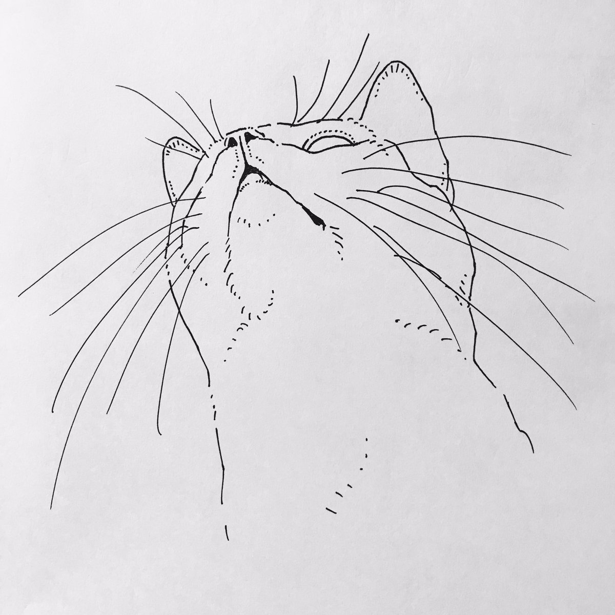 下から猫 