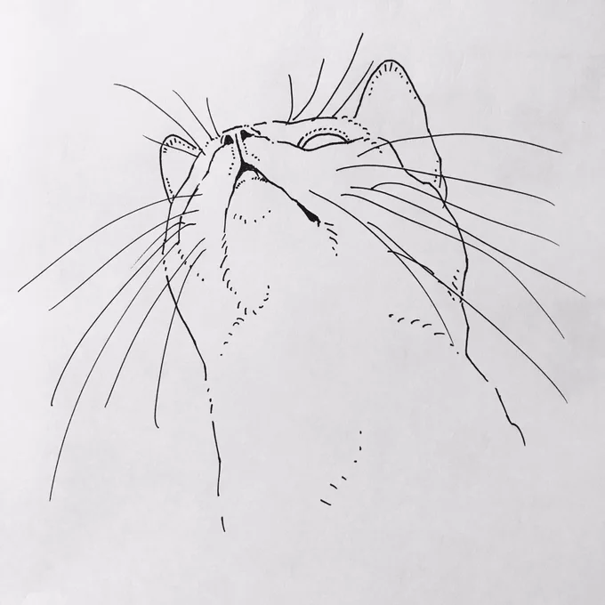 下から猫 