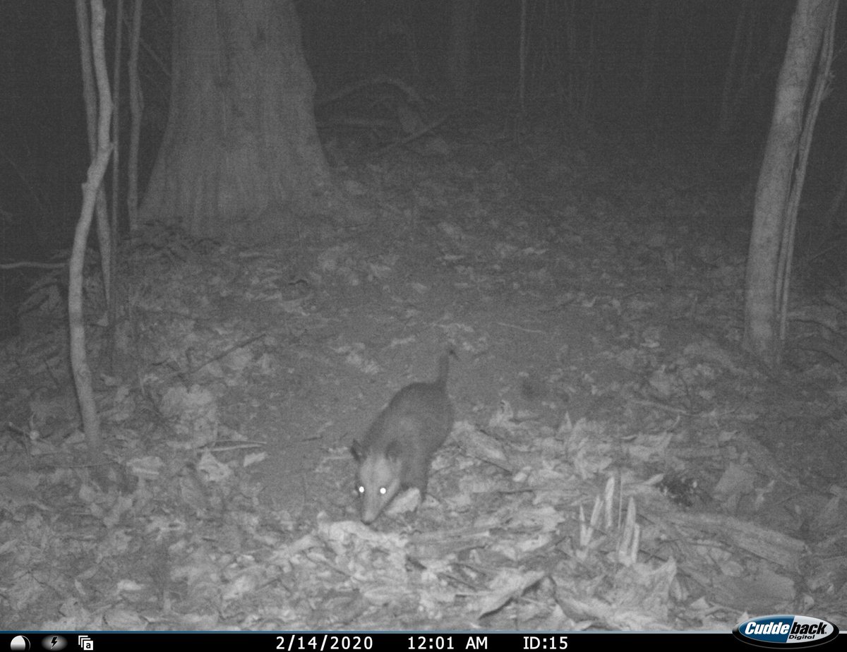 Nepthaly08's tweet photo. Bonito #Tlacuache también conocido como #Zarigüeya captado en la Reserva de la Biósfera el Triunfo #REBITRI. Éstos individuos son erróneamente catolagados como roedores, sin embargo son marsupiales, ya que tienen una pequeña bolsa llamada marsupio, en la cual cuidan a sus crías. https://t.co/xe38YviM8h