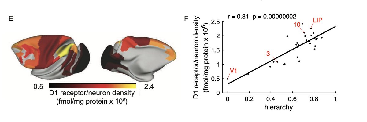 3) The amazing Palomero  @NiuMeiqi Lucija Rapan & Zilles painstakingly measured dopamine D1 receptors across 109 (!) areas of cortex. It turns out that sensory and motor areas have relatively few D1 receptors, but frontal and parietal areas involved in higher cognition have lots!