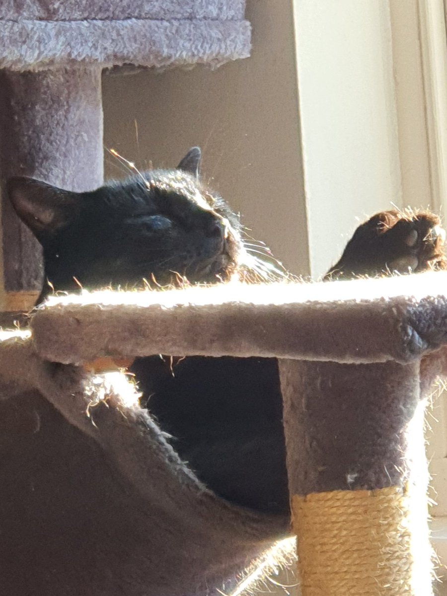 LucifurLast's tweet photo. Its been said before, but I feel its worth saying one more time "I'm a Hellishly handsome devil".
#Browl #blackcatsrule #catsoftwittet #keighleycatcare #panfursquad https://t.co/U7g6ObVe10