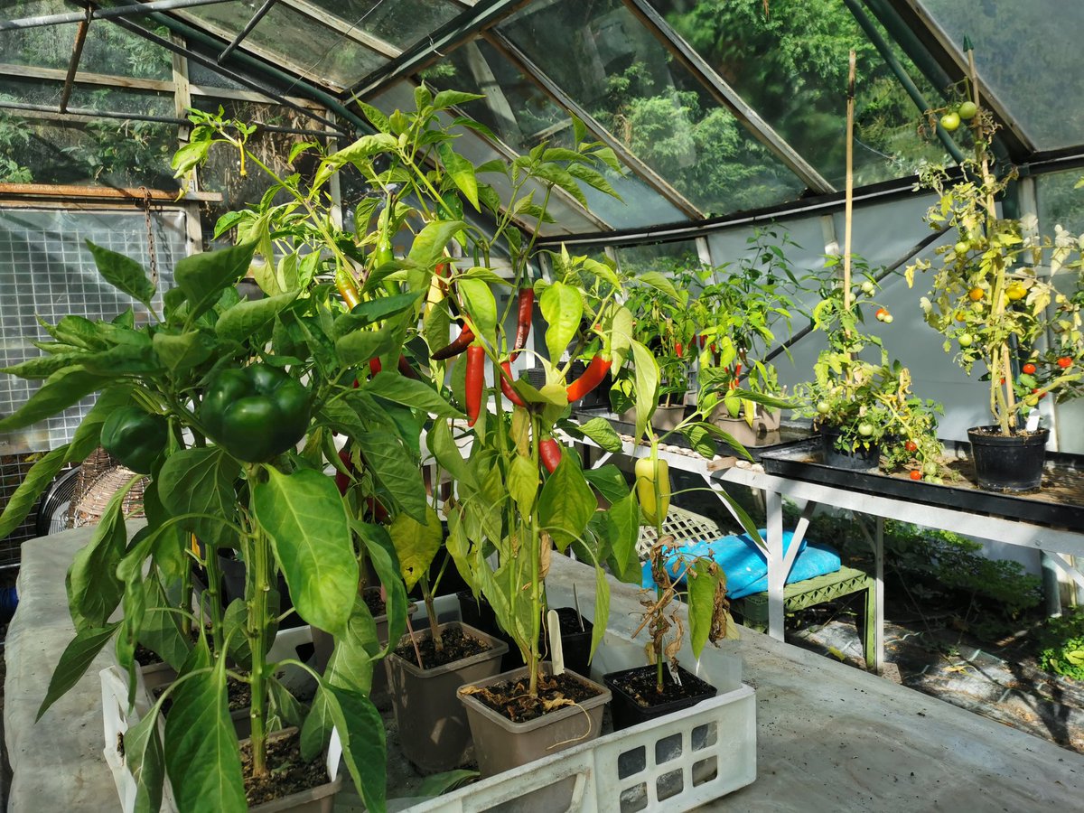 A bumper crop of chillies on the plants we retained for own consumption 😋. We hope our customers who purchased our chillies have had an equal abundance. Peppers in foreground also doing well. Chillie jam and more for winter nosh.