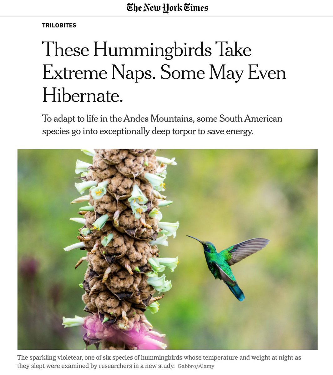 The coldest hummingbird (~3º C) is getting headlines, but...1) it wasn't the most exciting result of the paper2) it wasn't unexpected3) the 'record' won't last long(thread) https://royalsocietypublishing.org/doi/10.1098/rsbl.2020.0428