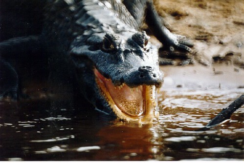 herpaid's tweet photo. Pantanal is the greatest waterland system of Brazil, home for many species such "Caiman yacare". Now 12% of entire pantanal area are destroyed by fire. 
Help us press @jairbolsonaro government to take action.

📷 Arthur Chapman

#SavePantanal https://t.co/5uLBnb5Y4H