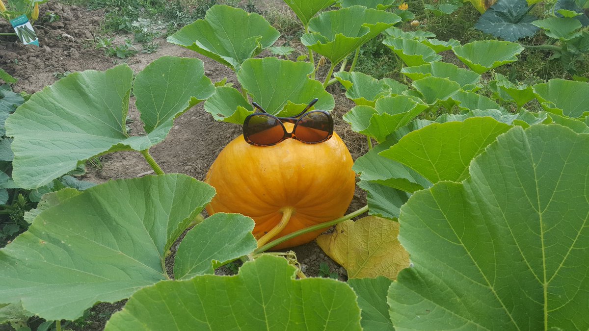 Anthyia_Ramie's tweet photo. I survived the pandemic by learning how to plant vegetables, what about you? #naturalliving #organic #ramie #health #pandemicsurviving #anthyia https://t.co/Q8o591KO14