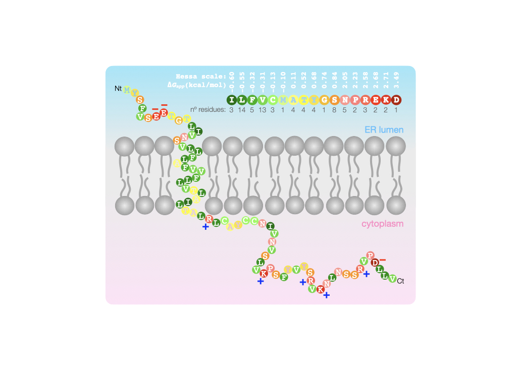 IsmaelMingarro's tweet photo. Just published at #OpenBio @royalsociety our first @MemProtLab #SARSCoV2 paper, showing the topology of E (envelope) protein (Nt-out/Ct-in). 6 months from synthesizing the gene to get it published!!! Really happy from a truly teamwork effort 🥳🥂🍾https://t.co/Sz9cKTa551 https://t.co/lv7iZuBFf5