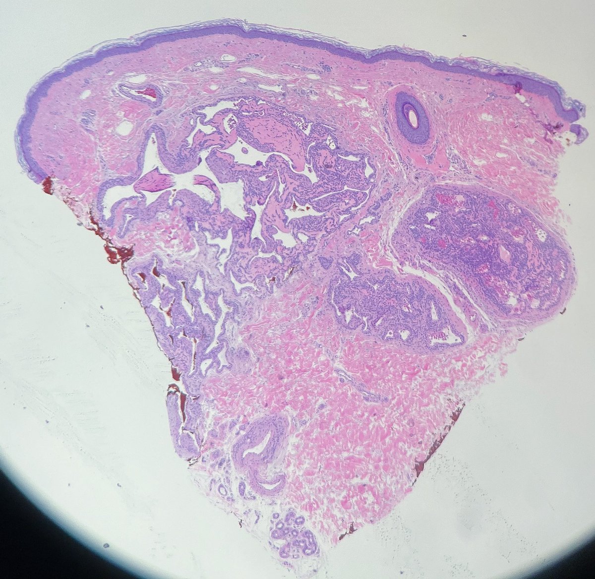 David Terrano tweet media