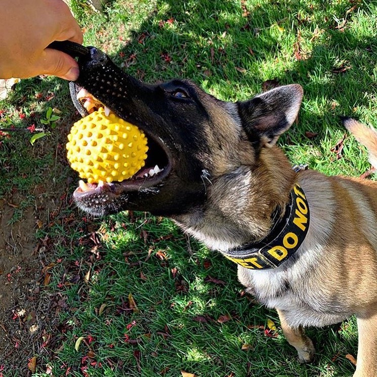 EliteK9's tweet photo. Repost @m4x_lun4
・・・
Max de Loyalty K9 #rewardtoy #elitek9 #malinois https://t.co/TiKDPKwc8I