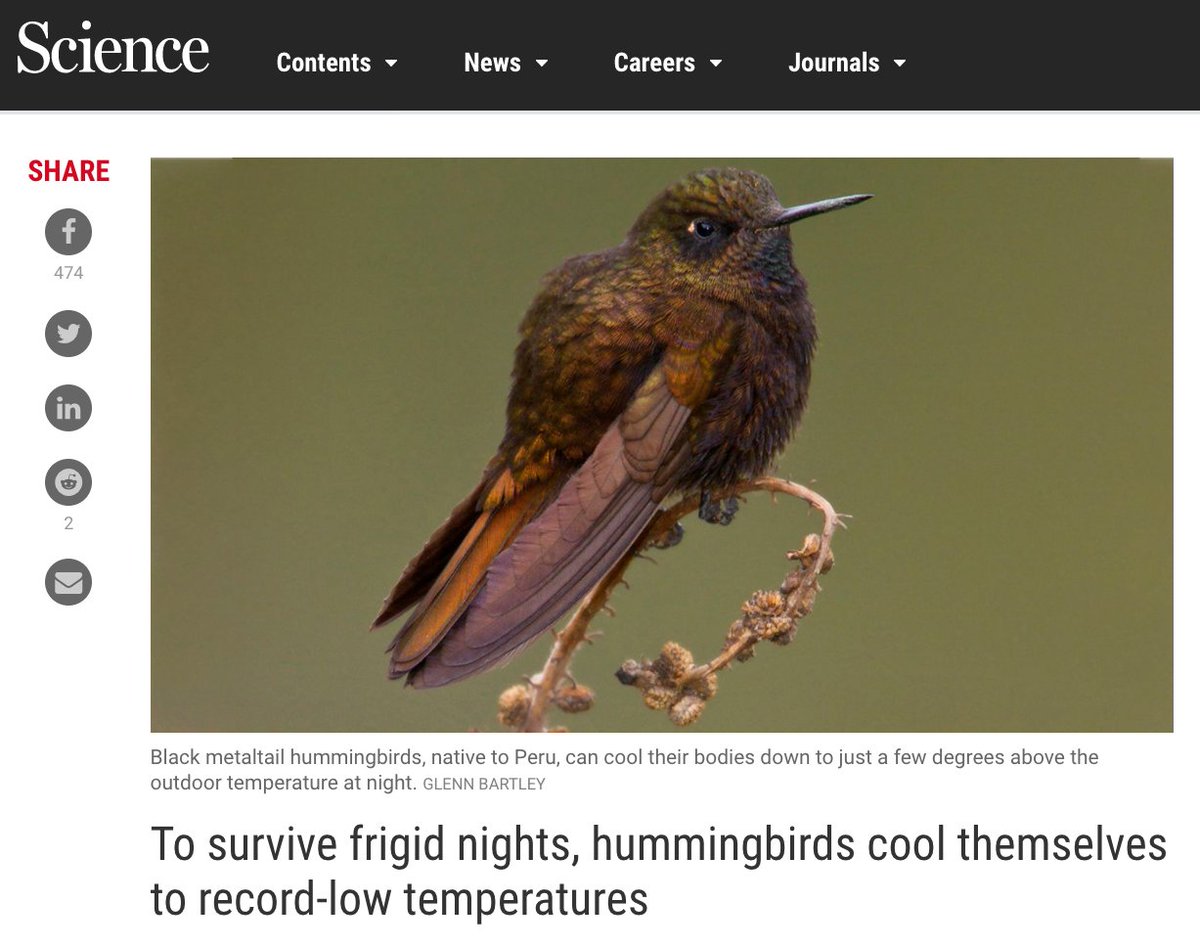 In a community of 6 hummingbird species, each had a different 'lower critical body temp' in nightly torpor.e.g.Black Metaltails tended to track air temps, dropping body temps to near-freezing, ~5º CSparkling Violetears spent energy keeping body temp's higher, ~10ºCetc.