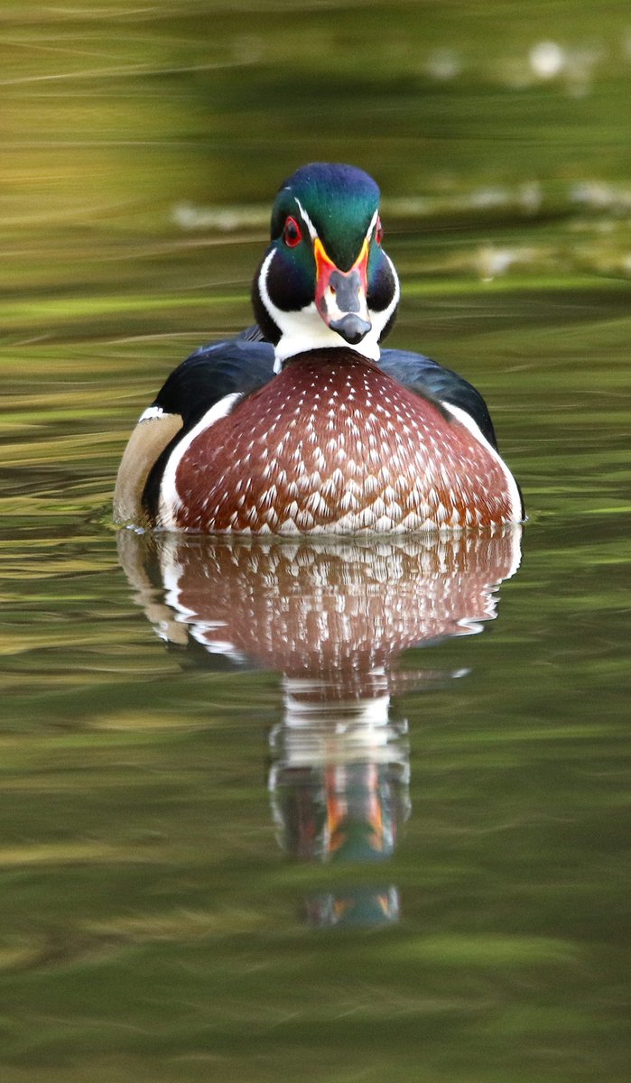 wvsawwhet's tweet photo. Male Wood Duck hanging out with the youngsters at Prickettβs Fort State Park the past week or so.......stunning bird! #birding #wvbirds https://t.co/qU1wzkCBi1