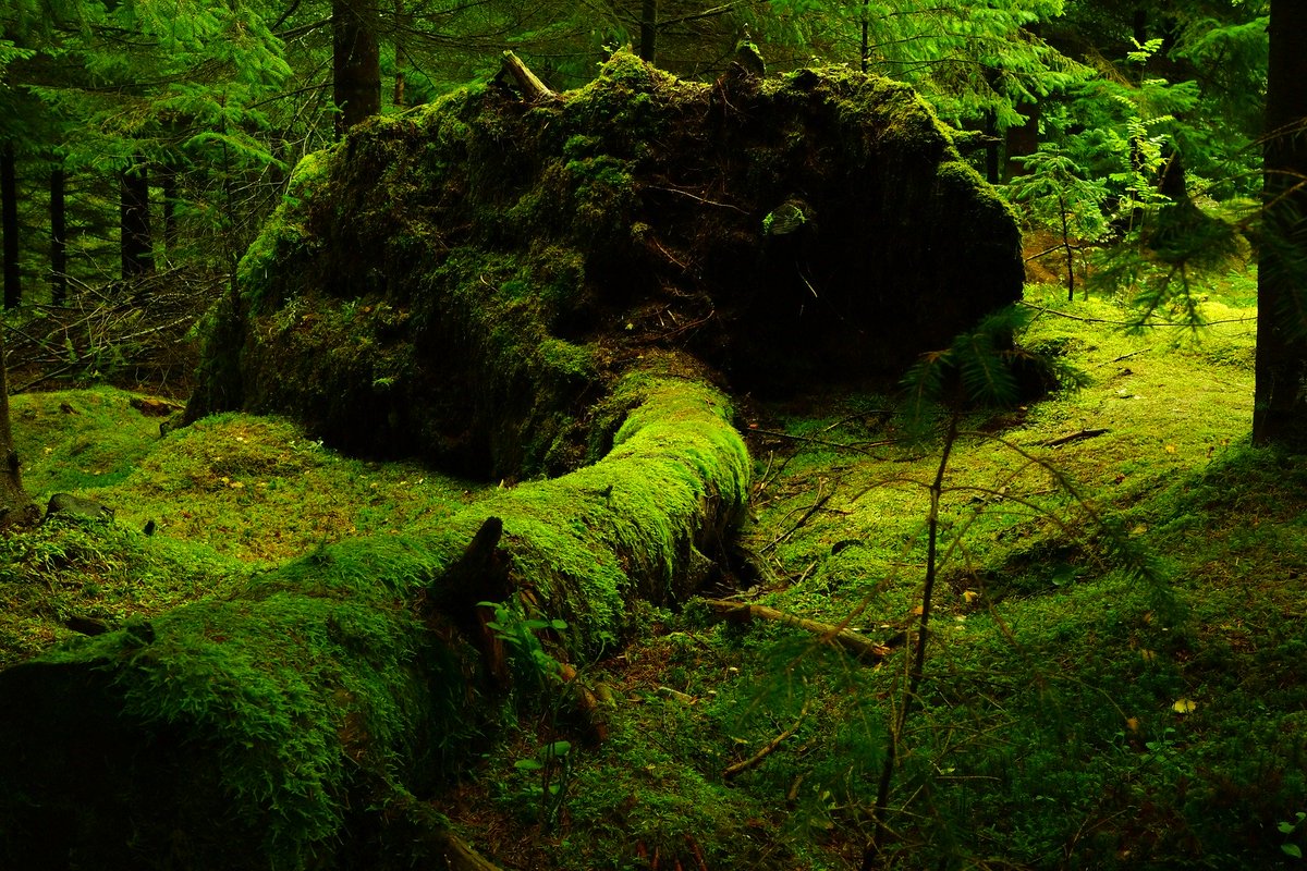 ConBiology's tweet photo. The place of nature in #conservationconflicts: Conservation‐conflict studies give nature marginal attention.
"If, even in conservation, nature's interests come second to human interests, it may be no surprise that conservation cannot succeed."
https://t.co/FwYu7BnHOg https://t.co/2tQeuIIElD