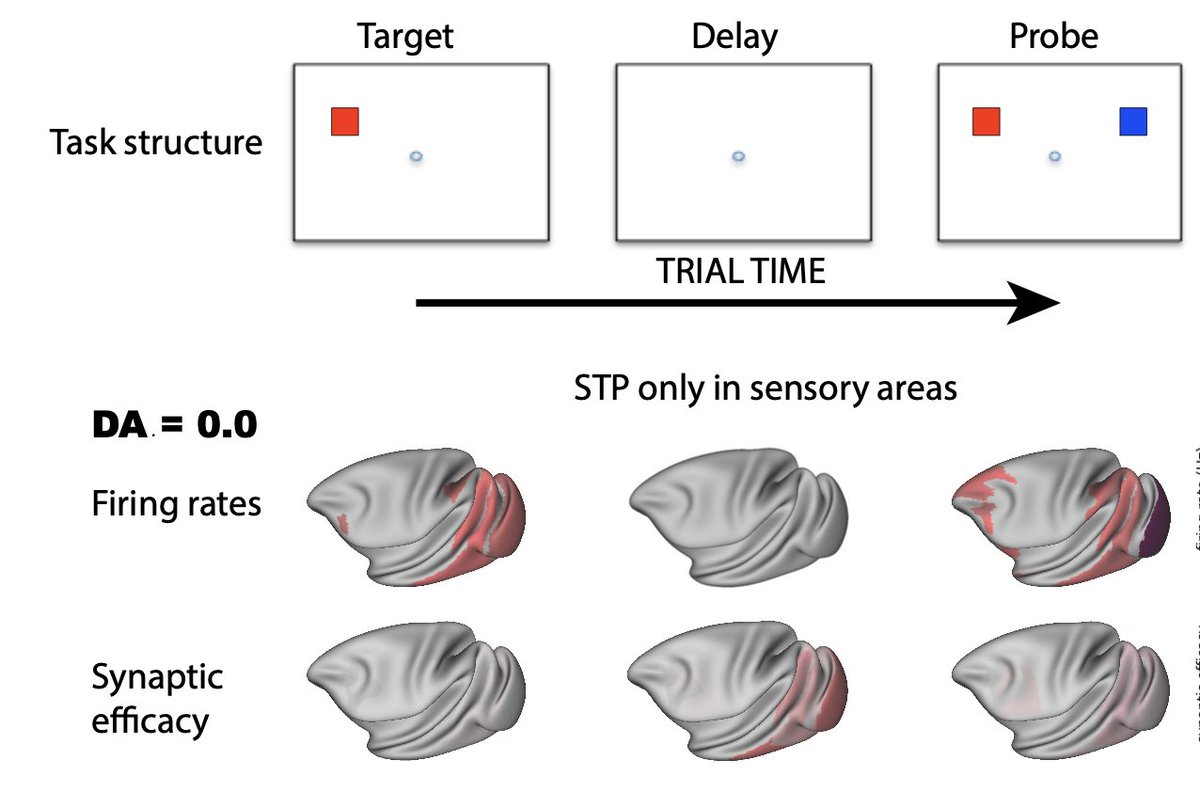12) But rather than local changes in the prefrontal cortex, it seems that the most important synaptic changes are on long-range inputs from sensory areas to frontal and parietal cortex.