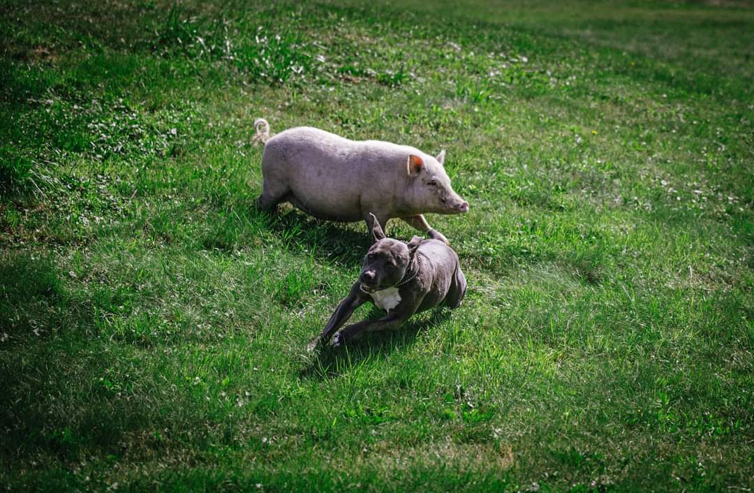 TeachWriteMom's tweet photo. If a pig and a pitbull can be best friends, can't we all get along?! #amquerying #pb #kidlit #MSWL #childrensbooks #friendship #love #acceptance #WritingCommunity https://t.co/Kuoa9ADAsC