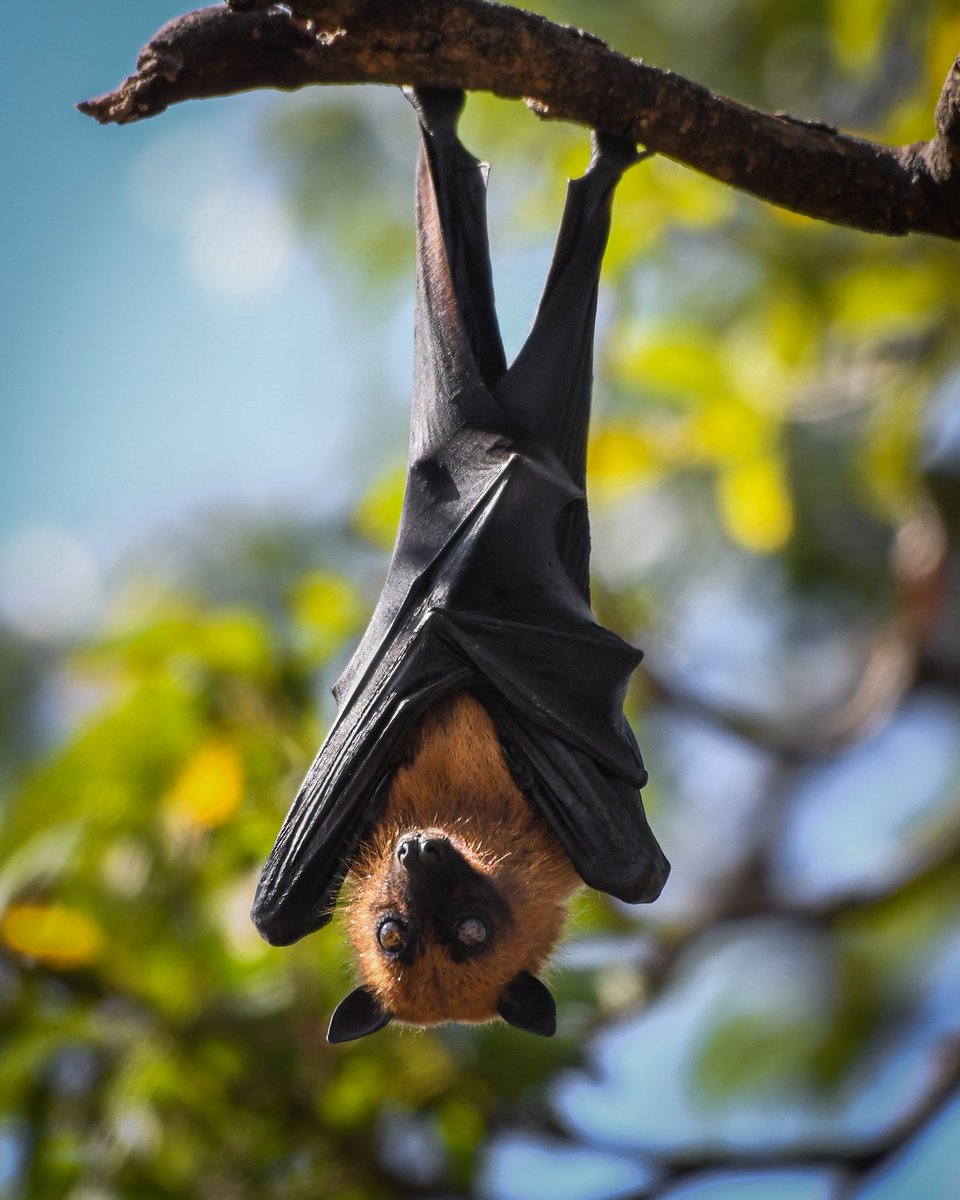 PothuPawanReddy's tweet photo. || Ready To Fly After 2020 ||

Pteropus
(suborder Yinpterochiroptera)
Nikon D7500 , 200-500mm
D.O.C : 27.01.20
P.O.C : Varadahalli , Karnataka
.
.
.
#wildlifephotography #wildlife #PothuPawanReddy @NatGeo @NatGeoIndia @NatGeoPhotos @natgeowild @NGTIndia @BBCEarth https://t.co/fypphnW7PL