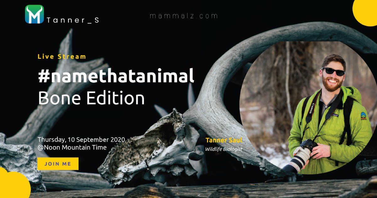 mammalzpbc's tweet image. TOMORROW join Tanner Saul LIVE for a fun game of #NameThatAnimal Bone Edition! 🦴 Learn the scientific backing to identifying animals by looking at bones! Don't miss out!

⌚ Thursday, September 10th, 12 PM MT
#Mammalz #livestream #animals #bones #wildlife