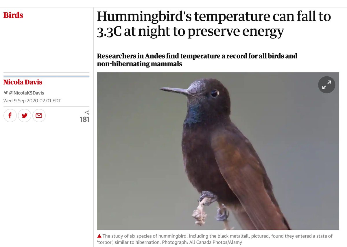 Closely related hummingbird species had similar lower critical body temps, so depth of torpor was conserved during evolution.Evolutionary history predicts whether a species uses extreme or moderate torpor depth.And deep torpor allows more energy savings during cold nights.