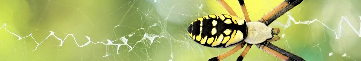WittPM's tweet photo. If you are struggling with spiders in your home, struggle no longer! We've put together a quick, complete, and effective guide for spider control. Prepare to be amazed! https://t.co/kjrgubuJ5y  #spiders #spiderfree #homepestcontrol https://t.co/HiZ68OdLeP