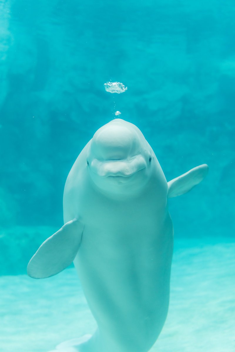 シーグラスアート バブルリングで遊ぶシロイルカ