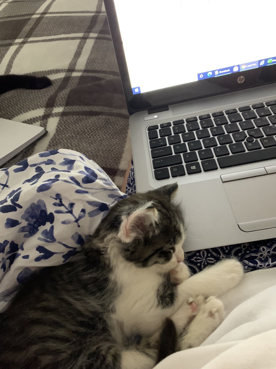 atwell_tanya's tweet photo. My assistant has fallen asleep on the job. Literally. ❤️ #petsofaacps @DESAACPS https://t.co/Eub2U5ZEm3