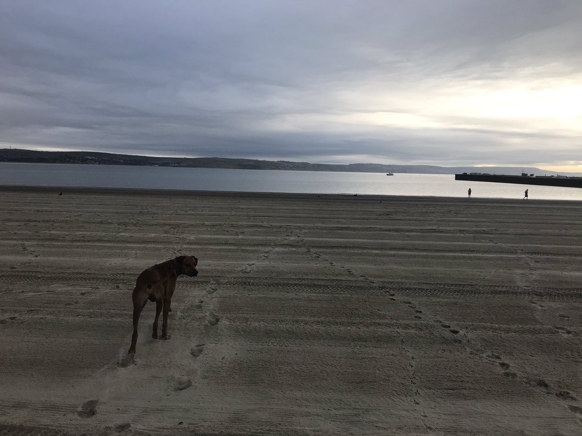 JulieCridland's tweet photo. Morning dog walk and a weights workout for #Day9 #Sweattember @fitwithfrank π PS Happy birthday Katie AKA Mrs FitWithFrank π https://t.co/9LCKia6lLG