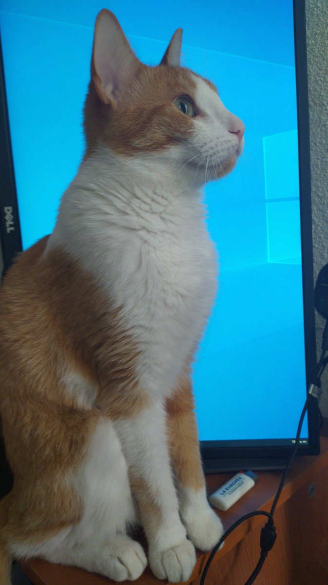 elVagoQro's tweet photo. @Quiroz_286 Like por qué el mishi lo exige https://t.co/ciEL1hlhLy