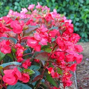 MorganLandscape's tweet photo. September is the perfect time to plant annuals in your garden such as begonia, ageratum, zinnia, and celosia’s. #september #plantannuals #gardening #homeandgarden #backyard #flowerbeds #landscaping #Horticulture #charlottenc #keepingcharlottegreen #themorganlandscapegroup https://t.co/NPtWNRirCx