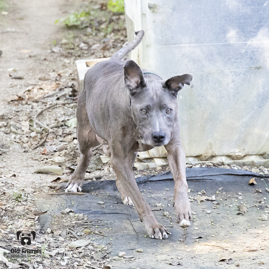 oldfriendssds's tweet photo. "Look at that, company!!"- Tank
#ofsds #ofsdstank #seniordogs https://t.co/nwdTsfvpPh